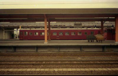 ���� �I�n50�n51�`