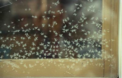 �J���w�̕s�v�c�ȑ��K���X